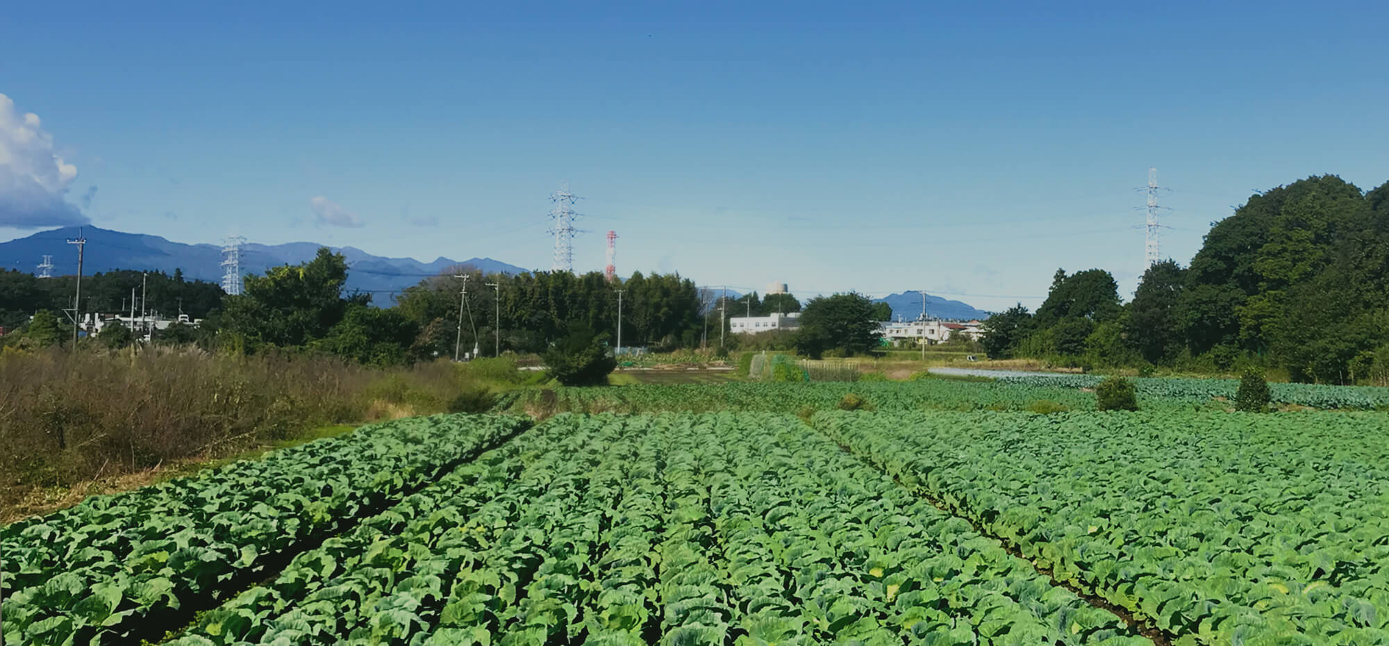 安心できる野菜づくりで健やかな毎日を支えたい まめっぱ農園